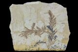 Metasequoia (Dawn Redwood) Fossils - Montana #85743-1